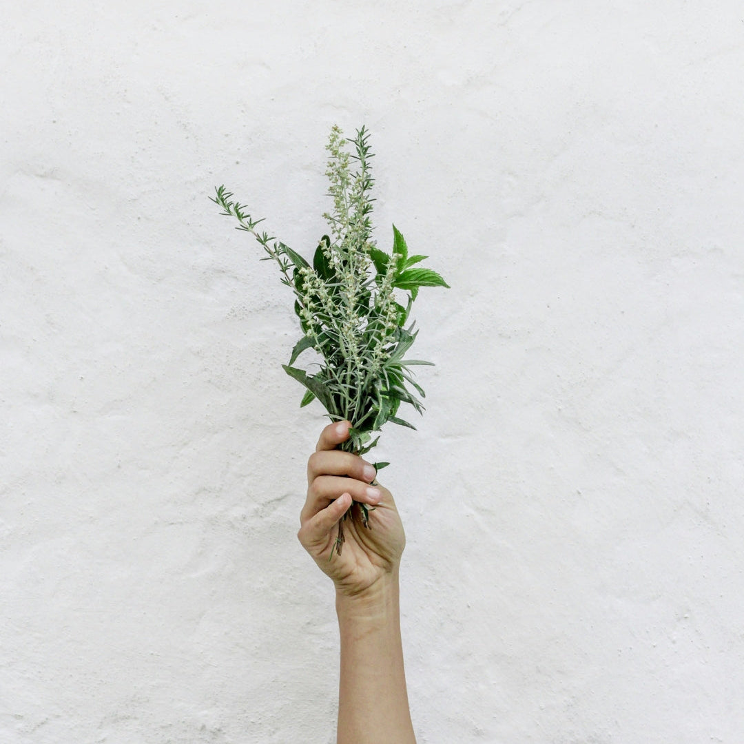 Hand holds plant on white back ground