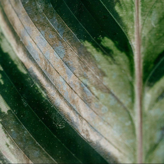 Leaf